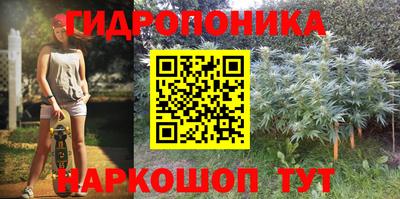 шишки Кингисепп